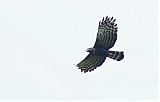 Black Hawk-Eagleborder=